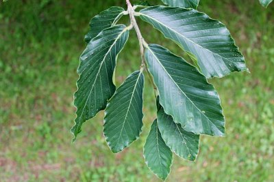 Fagus orientalis - buk východní - listy (2)